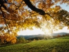 autumn-leaves autumn-leaves
