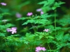 forest-flowers forest-flowers