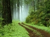 forest forest