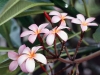 frangipani-flowers frangipani-flowers