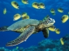 green-sea-turtle green-sea-turtle
