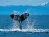 humpback-whale humpback-whale