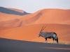 oryx-antelope oryx-antelope