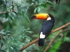 toco-toucan toco-toucan