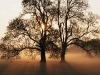 tree tree